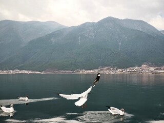 Silent Lake, Soaring Bird
