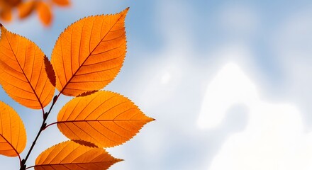 Naklejka premium Autumn Orange Leaves on White Sky Background