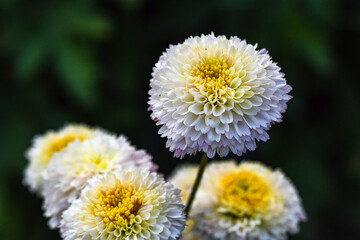Beautiful chrysanthemums in full bloom display delicate white petals and vibrant yellow centers, evoking a feeling of serenity and nature's harmony.