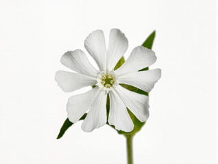 Fototapeta premium Delicate white flower with vibrant green leaves on a bright background