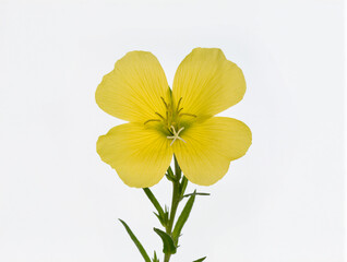 Fototapeta premium Bright yellow wildflower blooming in a serene natural setting