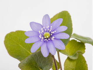 Delicate blooms of the liverwort brighten the serene indoor setting