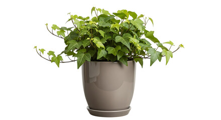 Fototapeta premium Lush green potted plant in a textured ceramic pot on a solid background transparent background