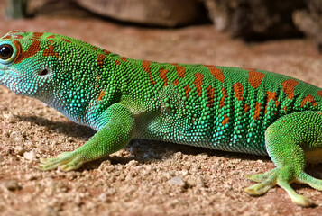 A colorful gecko resting on a sand surface in natural habitat