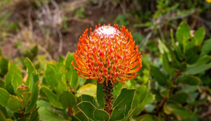 Vibrant orange flower in natural setting