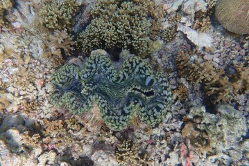 Vibrant Green and Blue Giant Clam on Coral Reef