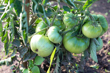 The photo shows a tomato bush with large green tomatoes that are not yet ripe but have already grown in size. They grow outdoors on a garden bed, surrounded by leaves.