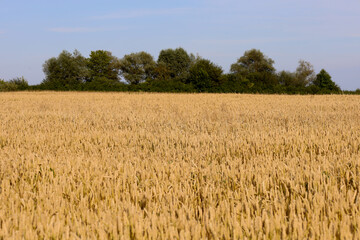 A golden wheat field, ripe under the sun, stretches to the horizon where a line of dense green trees stands tall. The photograph conveys a rich harvest landscape, demonstrating the natural beauty and 