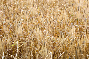 Dense golden barley ears in a field, illuminated by sunlight. This macro photograph shows the richness of the harvest and the complex texture of the agricultural crop, conveying the warmth of the summ