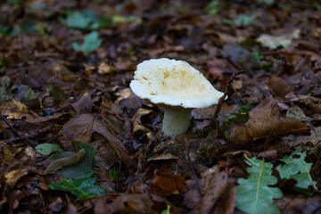 A standalone white mushroom with a wide cap grows among faded leaves on the forest floor. This photo captures the atmosphere of an autumn forest, highlighting the natural cycle and its unique beauty.
