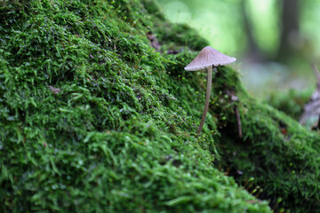 ​A small mushroom with a thin stem grows on a tree trunk completely covered in bright green moss. This macro photo demonstrates the fragility and beauty of forest nature, highlighting the small detail