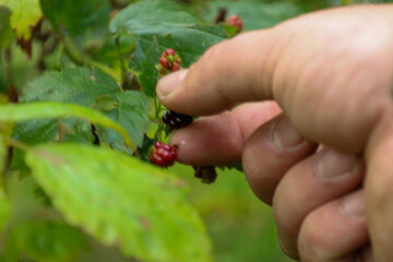 An experienced gardener carefully picks ripe blackberries, touching the fruits gently. The photograph captures the moment of harvest, showing the natural beauty and freshness of summer berries.