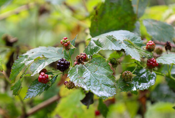 A blackberry branch with berries at different stages of ripening. From green to red and ripe black berries, this photograph shows the natural process of growth and maturation.