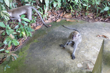 Two monkeys in forest: exploring primate behavior and habitat in southeast asia