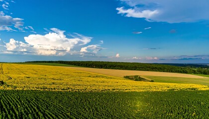 Naklejka premium Panoramic sunflower field under a vibrant blue sky