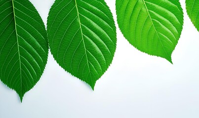 Fresh Green Leaves Arranged on a White Background for Nature Concepts