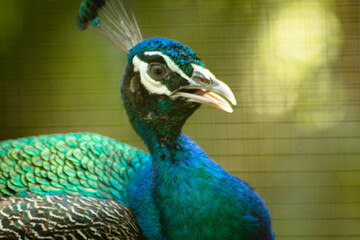 a peacock in a cage at a zoo. a very special bird because of its feathers.