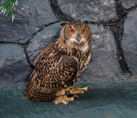 A majestic owl gracefully sitting on a surface in natures beauty