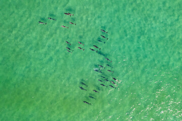 Large pod of dolphins surface for air off the coast of Fingal Head with the Gold Coast skyline in the background, northern New South Wales, Australia