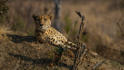cheetah in the savannah