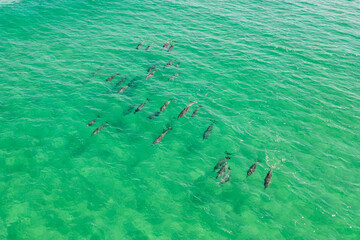 Large pod of dolphins surface for air off the coast of Fingal Head with the Gold Coast skyline in the background, northern New South Wales, Australia