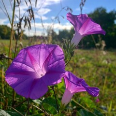Vibrant purple flowers blooming in a sunny field