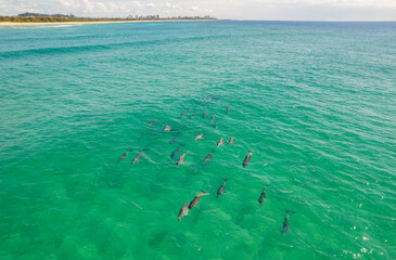 Large pod of dolphins surface for air off the coast of Fingal Head with the Gold Coast skyline in the background, northern New South Wales, Australia
