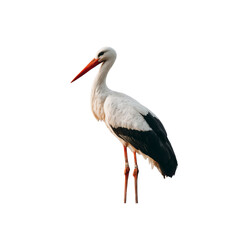 Fototapeta premium Majestic White Stork with Red Beak Isolated on Black Background