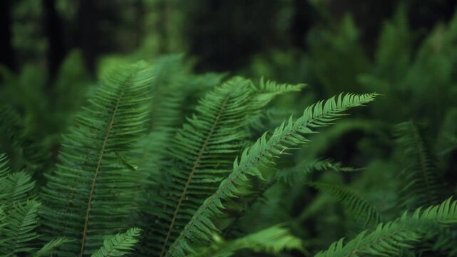 Fern bushes growing in the temperate rainforest