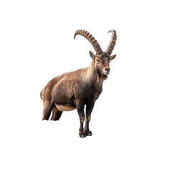 Majestic Alpine Ibex on Black Background Wild Mountain Goat Portrait