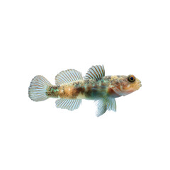 Detailed Close-up of a Round Goby (Neogobius melanostomus) in Profile