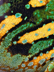 Close up of green chameleon skin highlighting nature's craftsmanship.