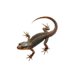 Fototapeta premium High-Angle Close-Up of a Brown and Black Lizard on Black Background