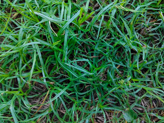 close up of green grass