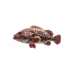 Fototapeta premium Close-up of a Red Spotted Grouper Fish Isolated on Black Background