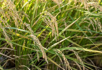 稲が実り始めた田圃の風景