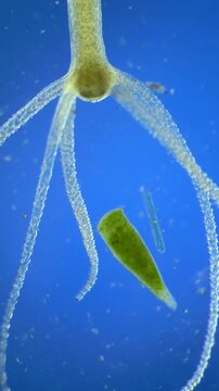 Hydra under the microscope at 40x Magnification