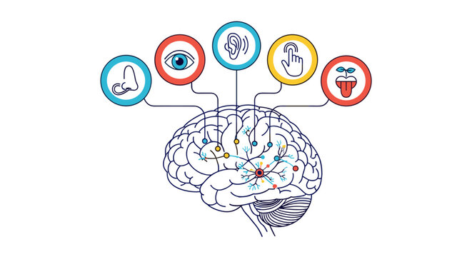 Understanding the human brain and its five senses how they connect and process information