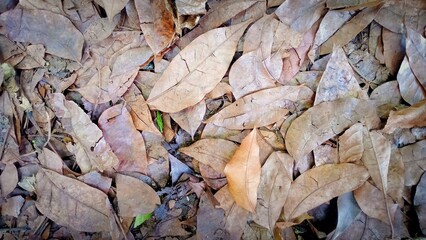 Dry leaves at the summer 