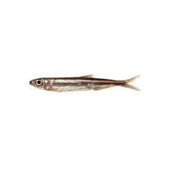 Single Fresh Water Sprat Fish Isolated on Black Background