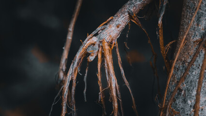 Detailed close-up of aerial tree roots hanging from a branch against a dark blurred background. Suitable for concepts of nature, strength, survival, growth, resilience, and the environment.