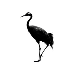 Fototapeta premium Silhouette of a Demoiselle Crane Against a Black Background