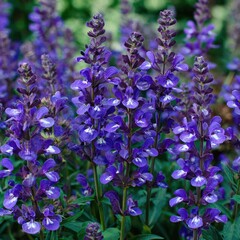 Obraz premium Close-up of vibrant purple flowers