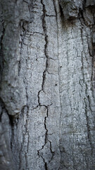 abstract background, texture, rusted metal, wood background