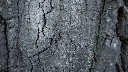 abstract background, texture, rusted metal, wood background