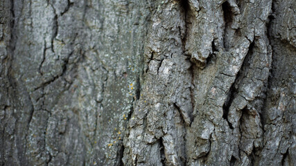 abstract background, texture, rusted metal, wood background