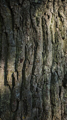 Fototapeta premium abstract background, texture, rusted metal, wood background