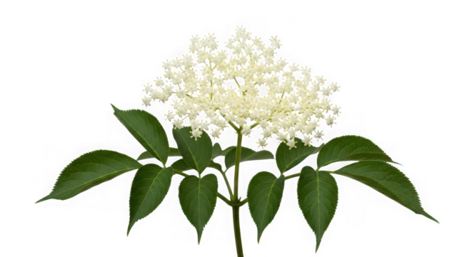 A small cluster of white elderflower blossoms with green leaves, isolated on a transparent background, representing nature and springtime