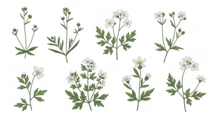 Collection of delicate white wildflowers with green leaves isolated on transparent background
