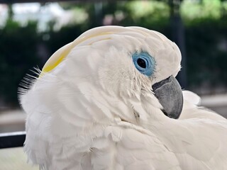 The majestic white cockatoo with its unique blue eye feature